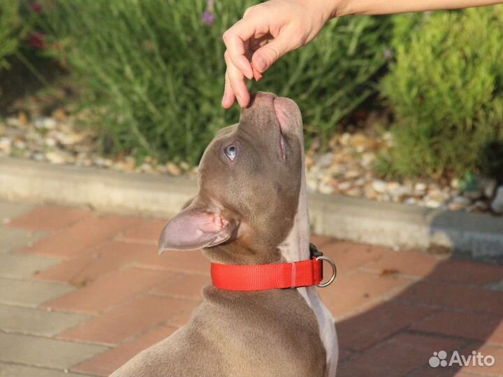 Американский булли микро