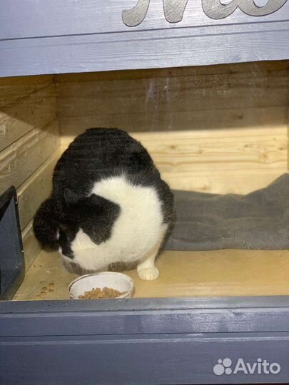 Уличный домик для кошек