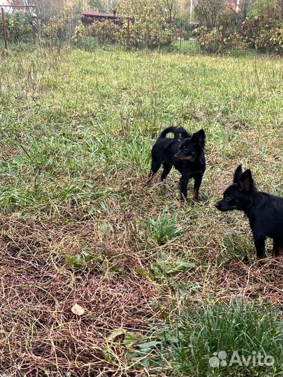 Подрощенные девочки тоя