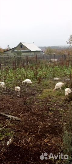 Продается индюки