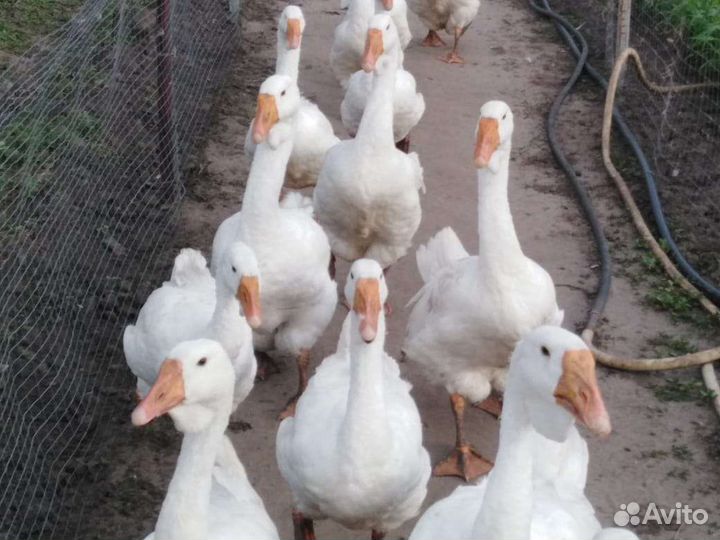 Холмогорские гуси