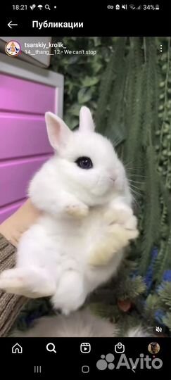 Ручные кролики мини домашние