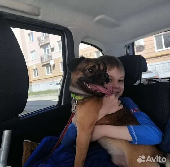 Пти брабансон мальчик