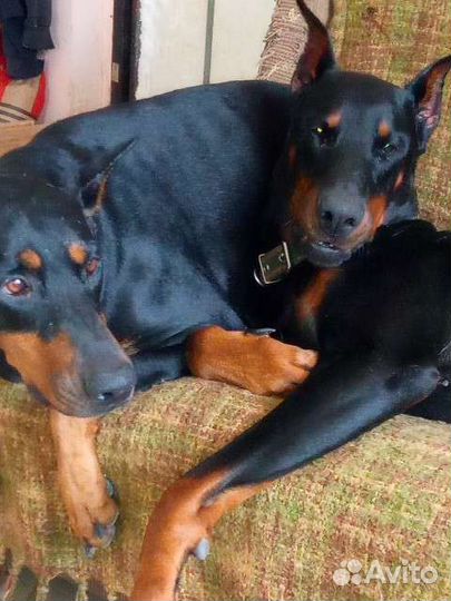 Передержка животных