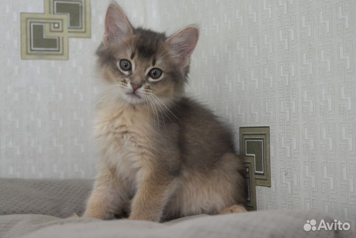 Сомалец - голубец