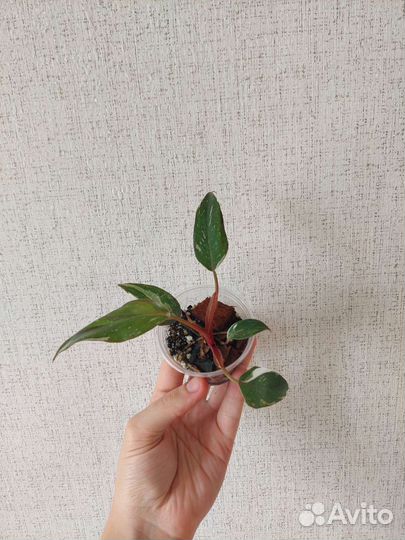 Филодендроны