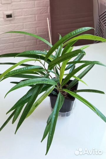 Фикусы али амстел голд, эластика робуста