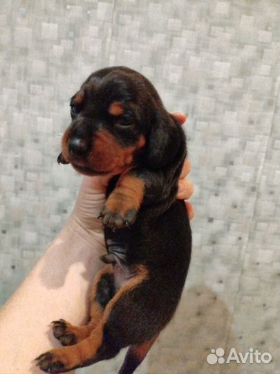 Собаки щенки таксы