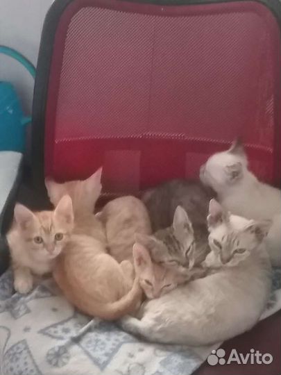 Котята британские короткошерстные
