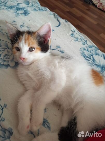 Трехцветный котенок девочка