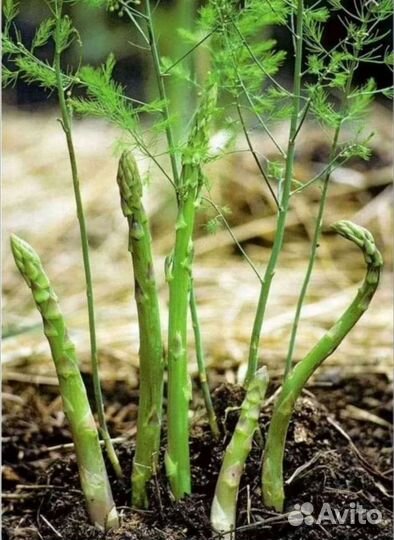 Спаржа (аспарагус)
