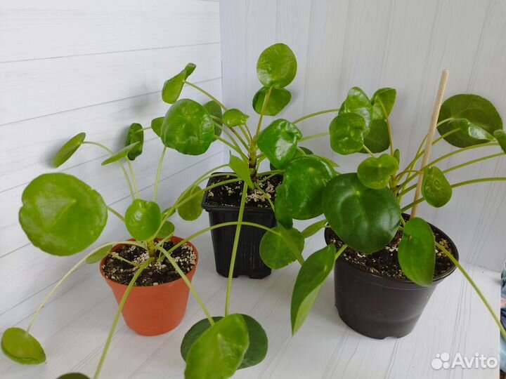 Pilea Peperomioides Пилея пеперомиевидная