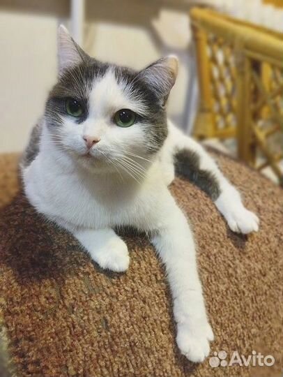 Юная кошечка Нюша