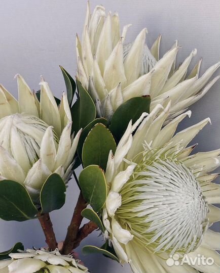 Протея букеты из протеи с доставкой