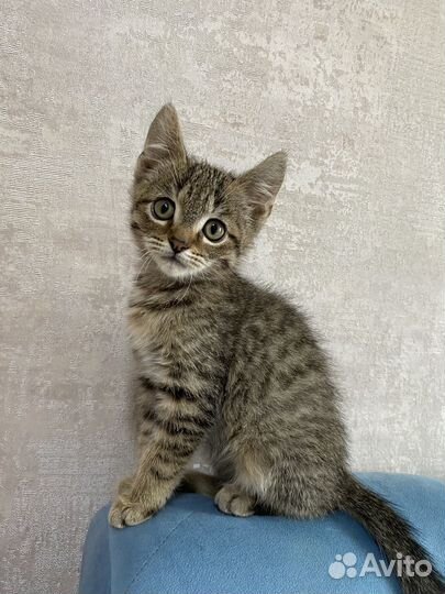 Котёнок мальчик