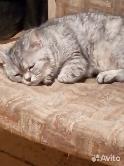 Кошечка найдена прочитайте пожалуйста