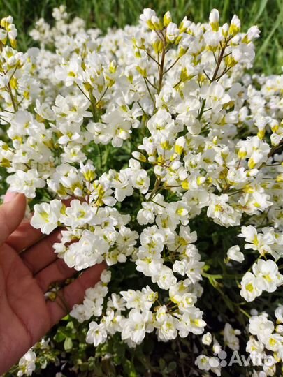 Почвопокровные. Большая поляна