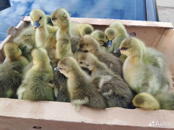 Гусята утята хохлатых