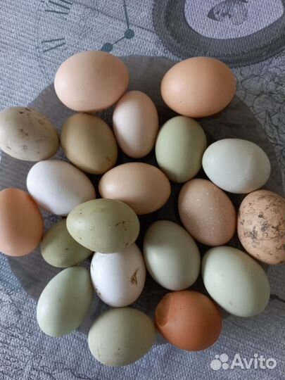 Домашние куриные яйца