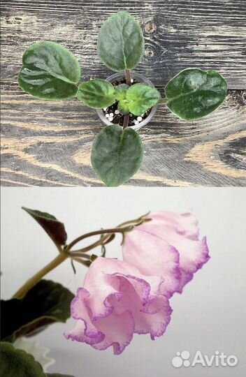 Комнатные цветы, эписция