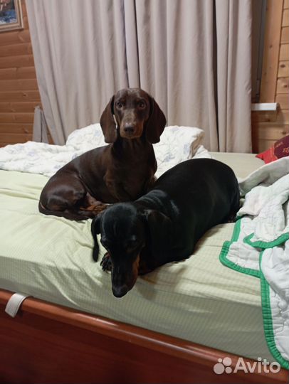 Щенки кроличей таксы