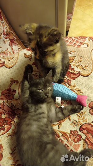 Шотландская кошка,котята в добрые руки