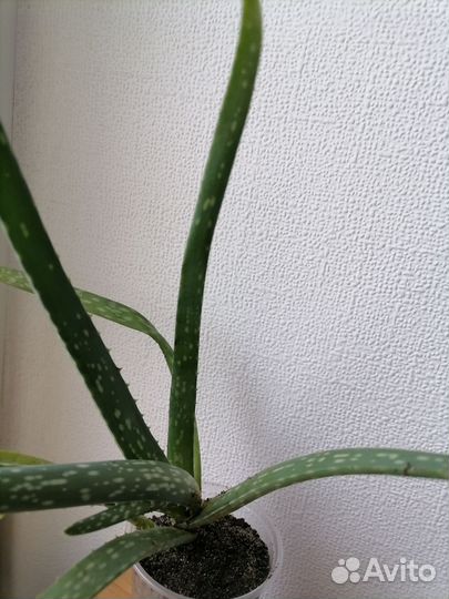 Каланхоэ,алоэ лечебный