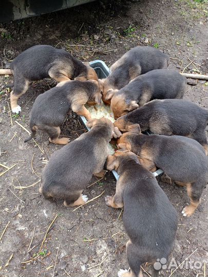 Собаки щенки русские гончие