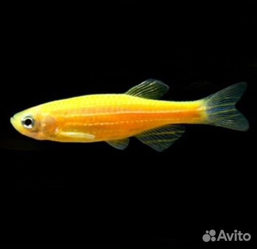 Аквариумные рыбки оптом