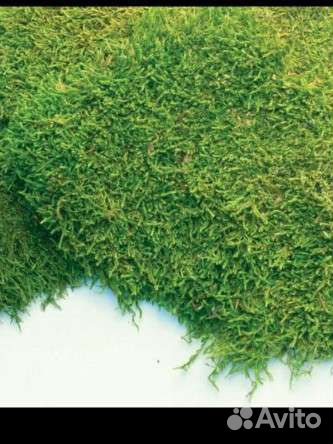 Стабилизированный пластовой мох