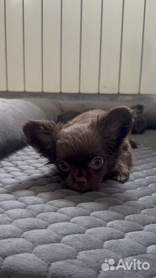 Чихуахуа в добрые руки