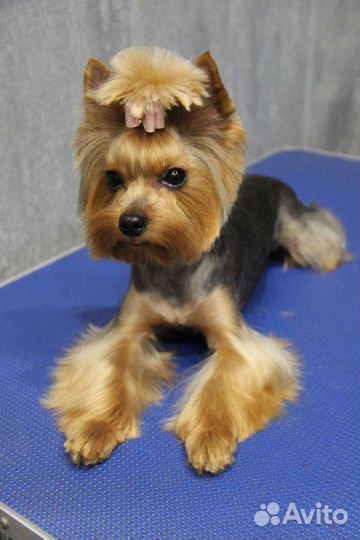 Стрижка собак