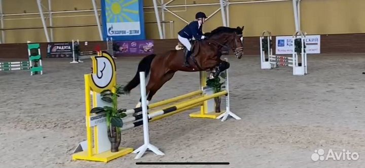 Спортивные лошади