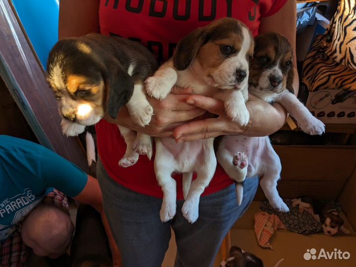 Щенки Бигль