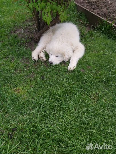 Маремма абруцкая овчарка,щенки