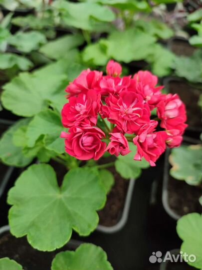 Пеларгония герань