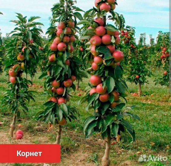 Колоновидные яблони(сорта разные)
