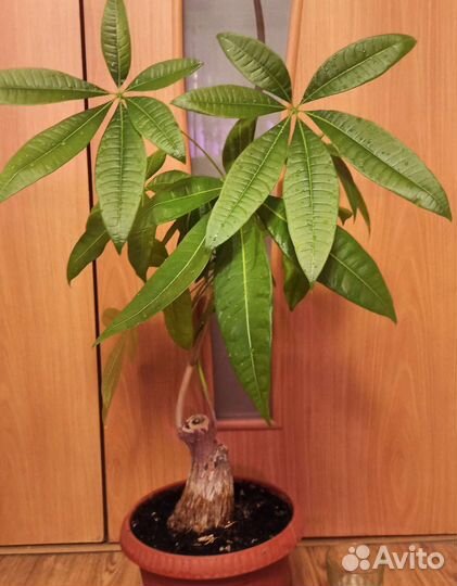 Пахира акватика