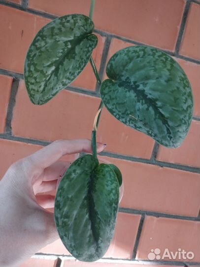 Эпипрениум Сильвер сплеш