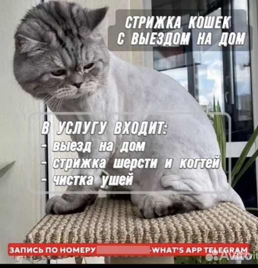 Груминг кошек/ стрижка кошек