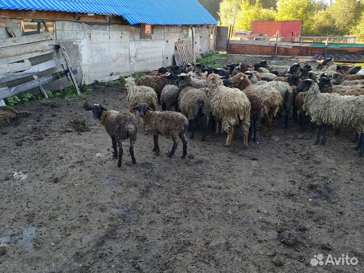 Овцы Барашки