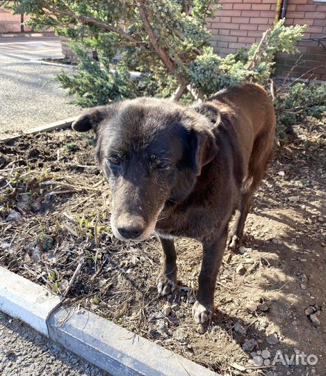 Собака в добрые руки