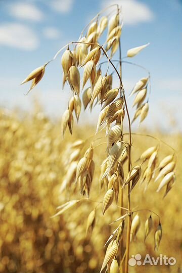 Продам овес