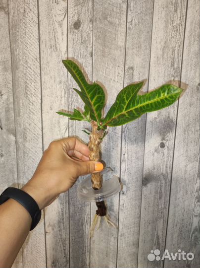 Кодиеум кротон