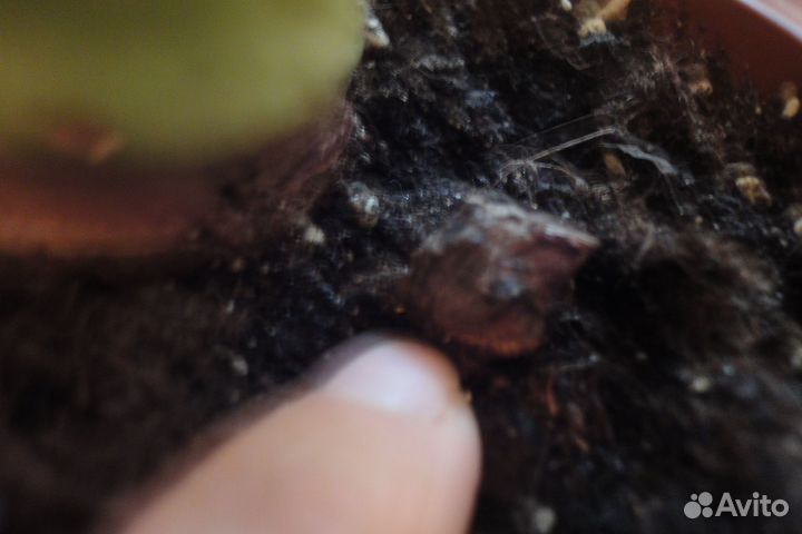 Алоказия регал шилдс