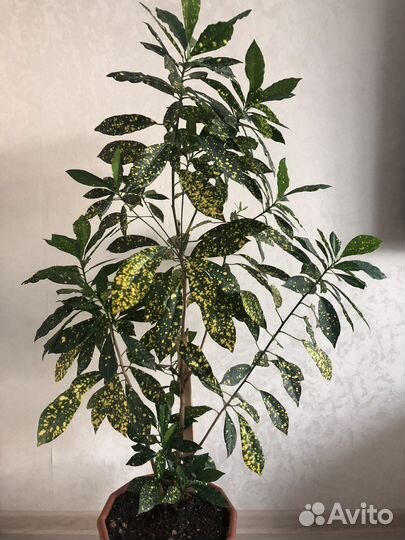 Аукуба японская