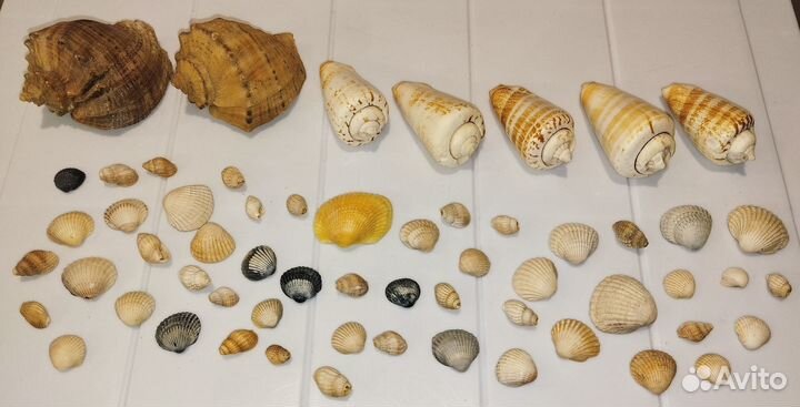 Морские ракушки