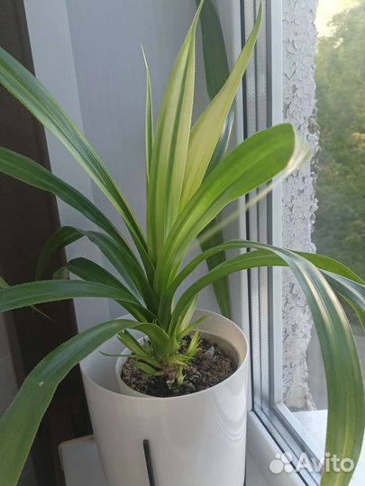 Сцендапсус. Сансевьерия. Юкка. Панданус