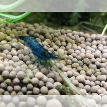 Креветки аквариумные "Blue Dream"