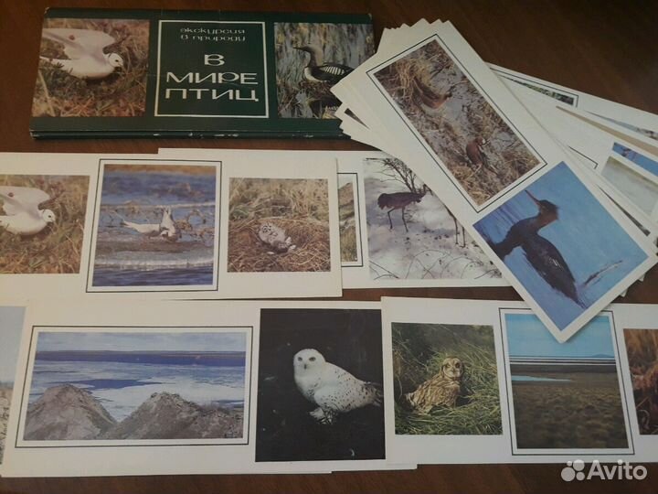 Карточки В мире птиц и Машины